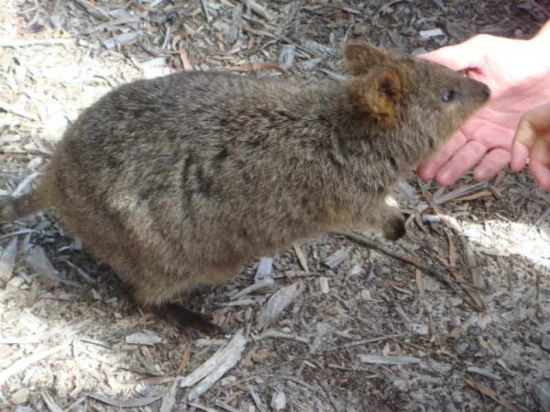 ロットネスト・アイランド