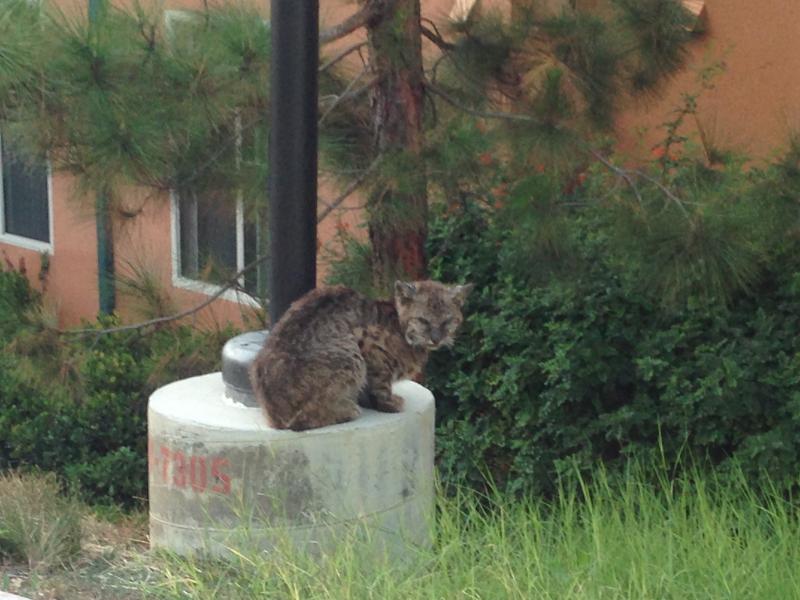 Bobcat Bobcat