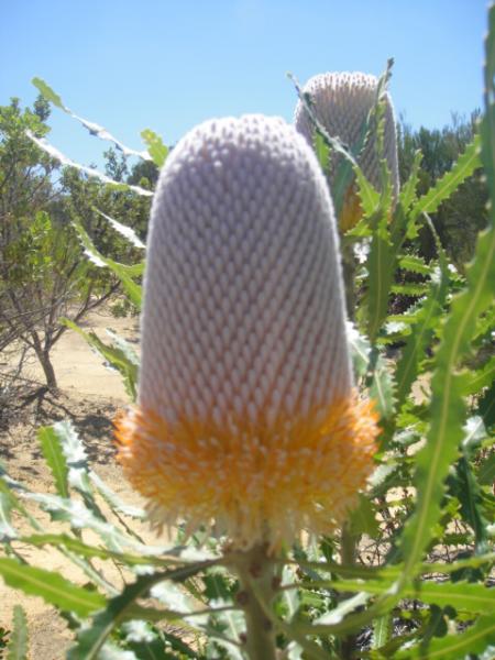 ワイルドフラワー