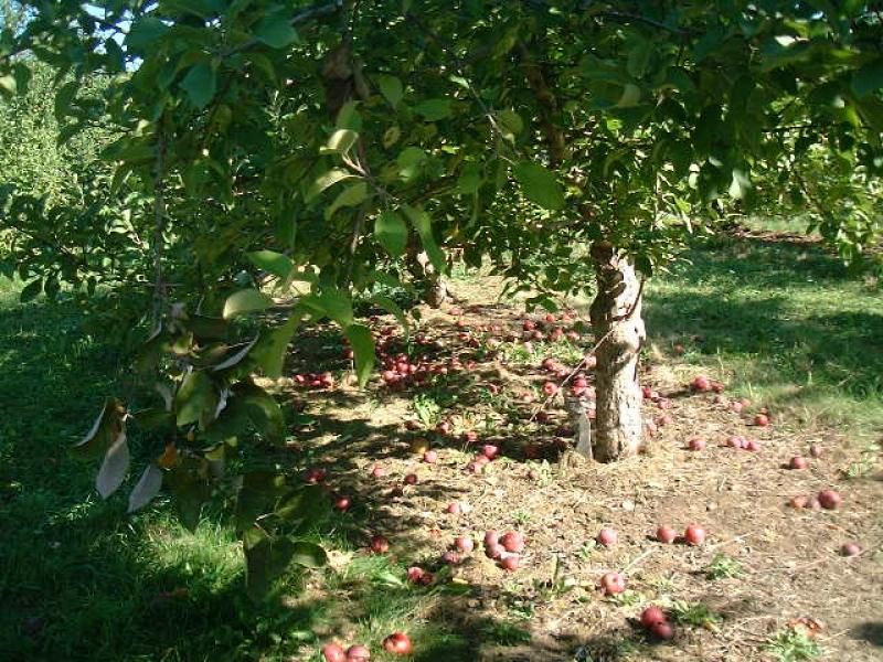 アップル・ピッキング