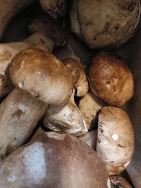 ポルチーニ秋を食する ポルチーニ秋を食する