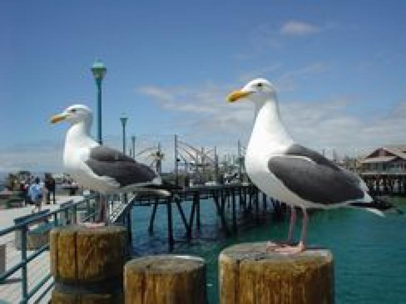 ビーチのカモメ