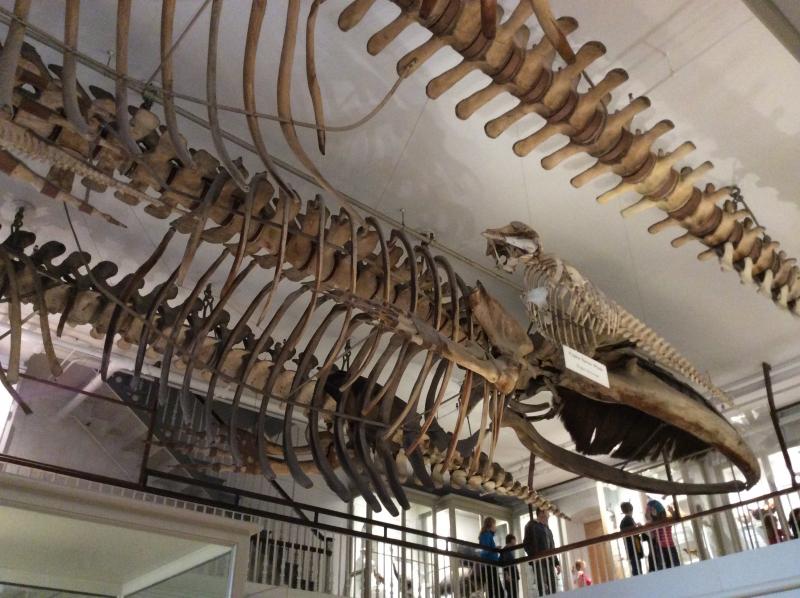 In the Museum of Natural History