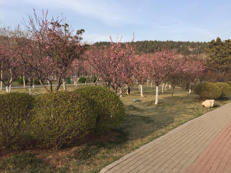 キャンパス内に咲く花 キャンパス内に咲く花