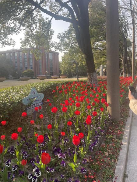 正門前のチューリップ